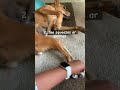 Different Types Of Physiotherapy You Can Do At Home For Your Paralyzed Dog Or Animal