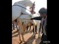 Horse Getting Love First Time