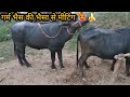 Bull Buffalo Meeting Video Animals Buffalo Bull Foryou Viral Video Meeting