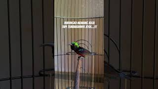 Download lagu Konin isian kenari mp3