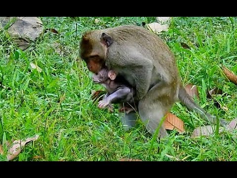 download lagu mp3 mp4 Jnna, download lagu Jnna gratis, unduh video klip Jnna