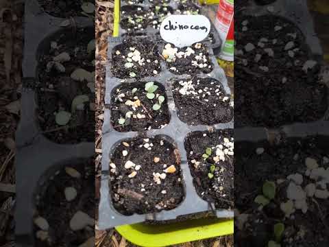 Dan u plasteniku | razmnožavanje seduma | Pikiranje paradajza