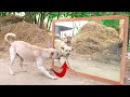 Angry Dogs Vs Mirror Reaction Amazing Dogs Fighting Mirror Funny Mirror Reactions On Dog