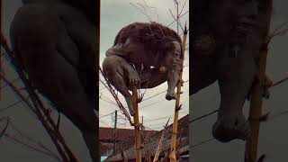 Download lagu ada yang tau ogoh ogoh apa? #ogohogoh #tampaksiring mp3 Download lagu ada yang tau ogoh ogoh apa? #ogohogoh #tampaksiring mp3