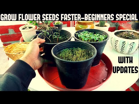 , title : 'How To Grow Flower Seeds Faster (BEGINNERS SPECIAL)'