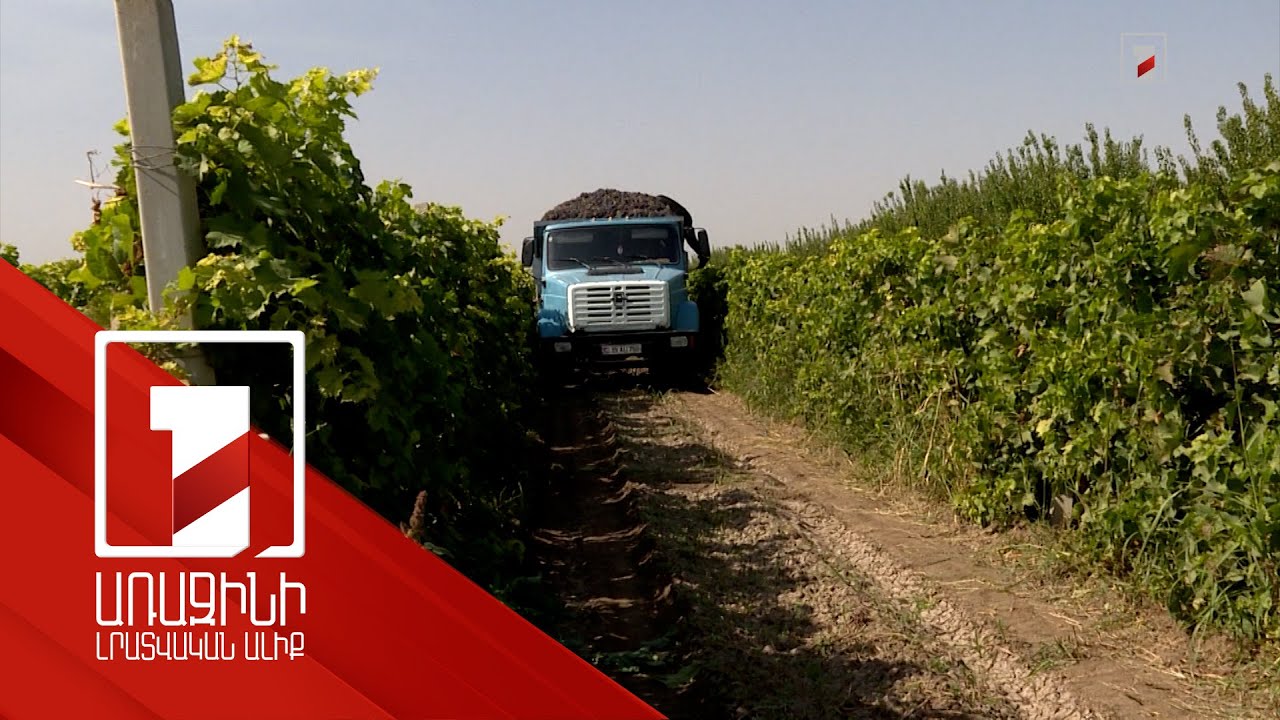 Մեկ հա հողատարածքից խաղողի բերքը մինչև 35 տոննա է. մթերում է 40 ընկերություն, արտահանվել է 6000 տ