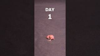 Download lagu Budgie chick 1-21 days growth stages mp3