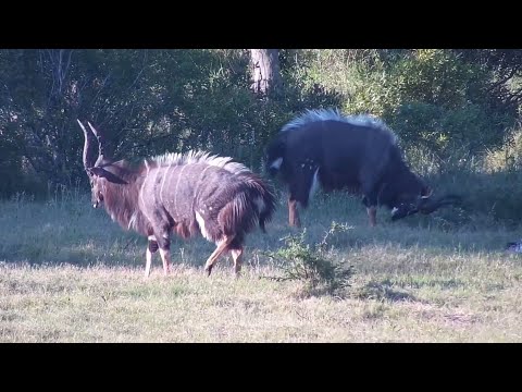 Nyala bull dominance dance at Djuma Waterhole