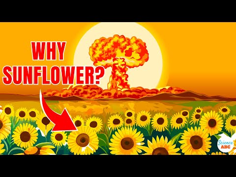 , title : 'What Have Sunflowers Got To Do With Nuclear Disasters?'