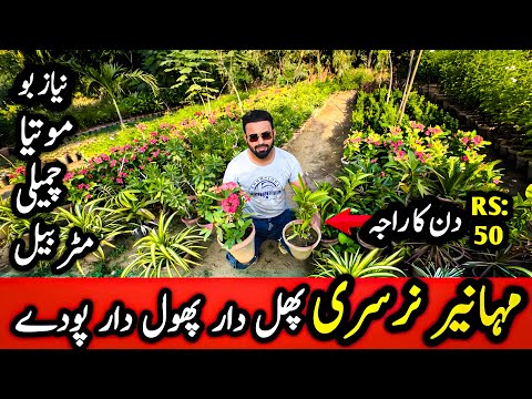 Mahanir Nursery | Karachi Ki Sabse Sasti Nursery 😍 | Flowers, Roses & Plants Sab Kuch! #nursery #yt 
