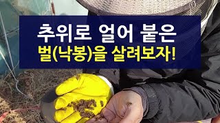 추위로 얼어 붙은 벌(낙봉)을 살려보자!