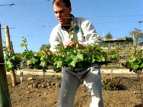 Thinning New Shoots in the Vineyard (March 27, 2010)
