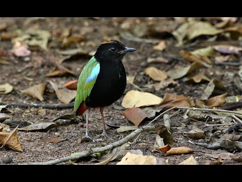 Pita dúhová (Pitta iris) — hlas a správanie v prírode