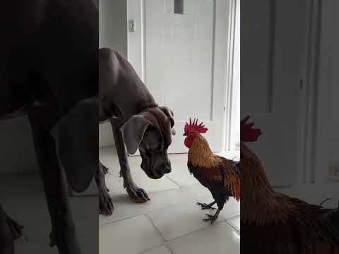 Great Dane Meets His Match in One Savage Rooster
