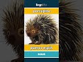 porcupine - puerco espín video thumbnail