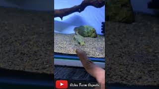 Download lagu Channa Auranti Kecil Galak mangap mangap #short #shortvideo #shorts mp3 Download lagu Channa Auranti Kecil Galak mangap mangap #short #shortvideo #shorts mp3