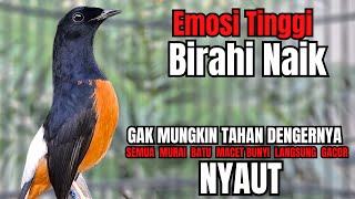 Download lagu PANCINGAN murai Batu FIGHTER NEMBAK ISIAN GANAS !! Semua murai mental drop dengar ini AUTO NYAUT mp3