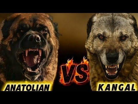 Kangal dog vs Anatolian shepherd: The Truth They Don't Tell You