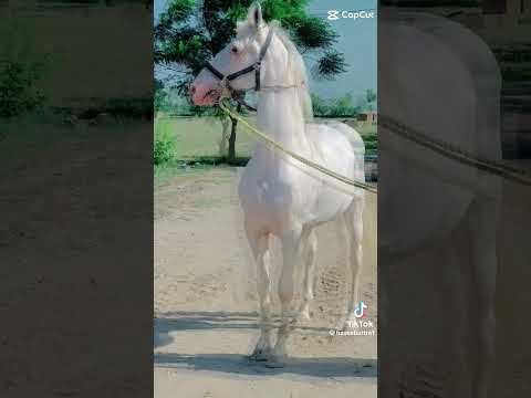 , title : 'Beautiful White Horse 😍, Most Beautiful White Horses 🤩, One Of The Most Beautiful White Horse'