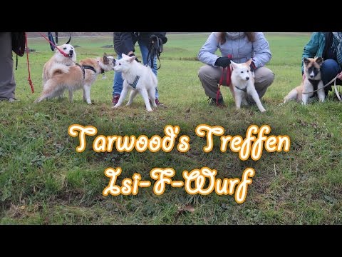 download lagu mp3 mp4 Islandhunde Schweiz, download lagu Islandhunde Schweiz gratis, unduh video klip Islandhunde Schweiz