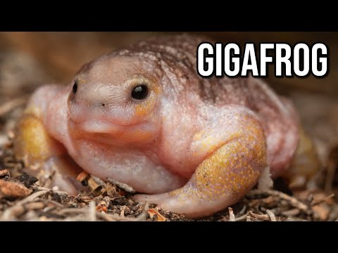 What Exactly Is: Turtle Frog | The Muscular Frog