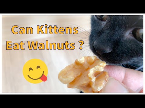 084 Can kittens eat walnuts ? - YouTube
