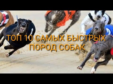 Каникросс с грейхаунд. Самая быстрая собака. Топ быстрых собак. Бега борзая собака грейхаунд. Топ быстрых собак.