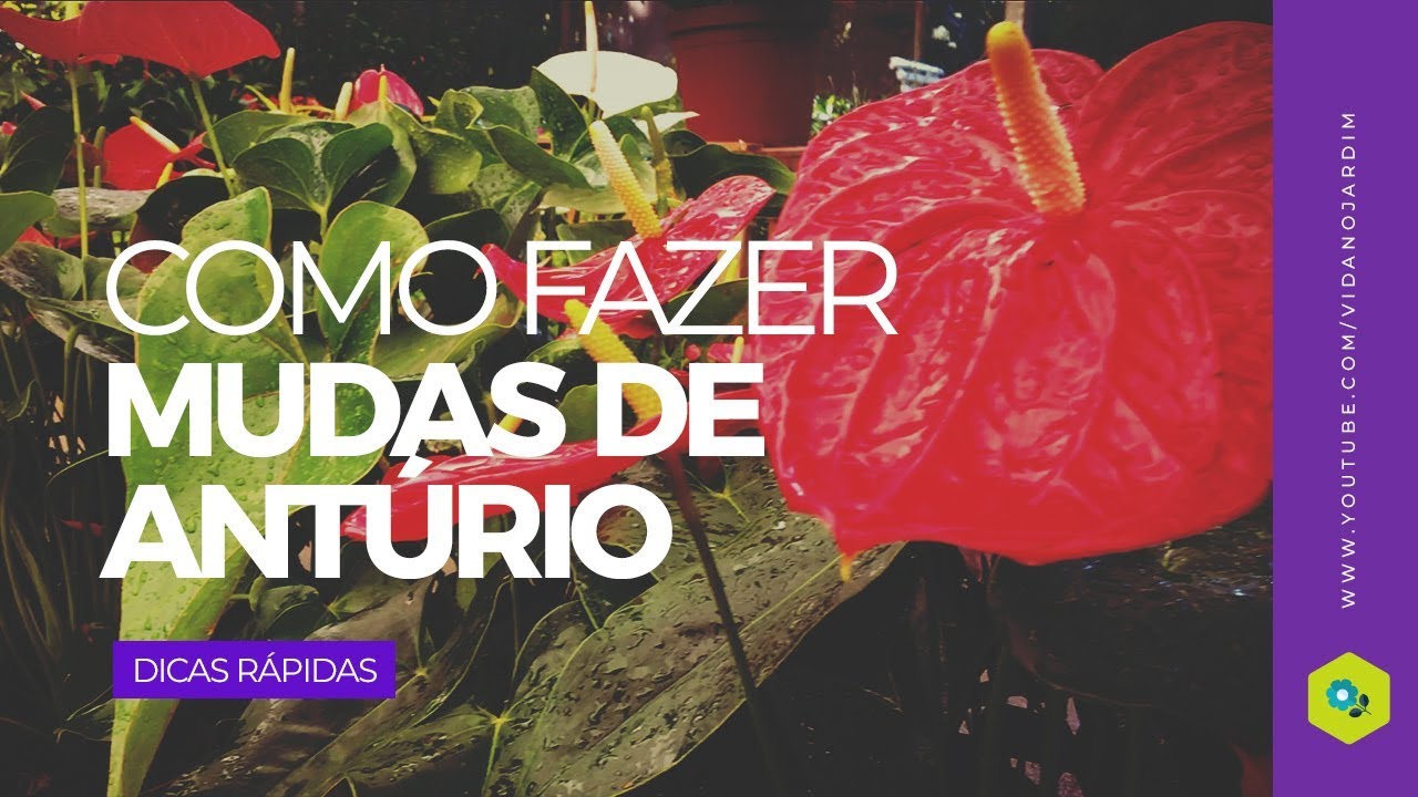 Como fazer mudas de antúrio