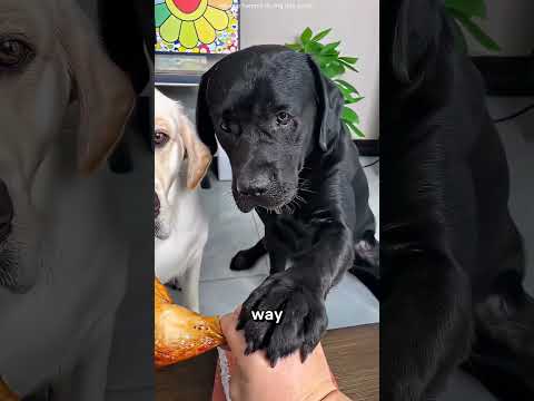 The Fake Brick Test! 😳🧱😂