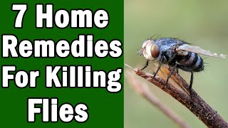 7 Home Remedies For Killing House Flies