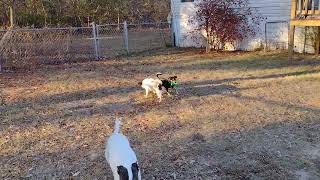 Video preview image #1 Chihuahua-Unknown Mix Puppy For Sale in Camden, SC, USA