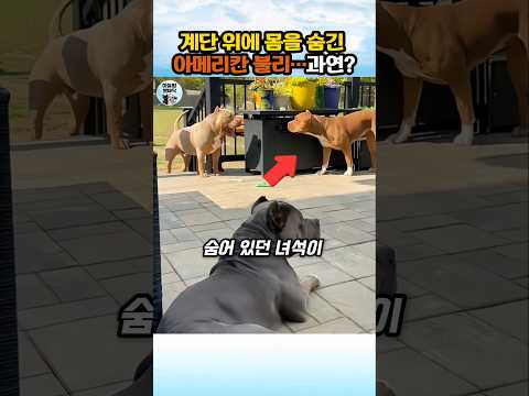 형제를 노린 아메리칸 불리의 은밀한 작전 #개 #아메리칸불리 #dog