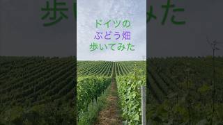 ドイツのぶどう畑歩いてみた