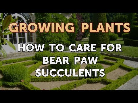 How to Nurse a Dying Ivy Plant Back to Life