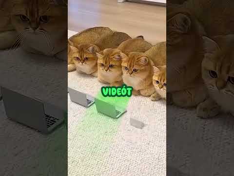 Sorba álló cicuk #cat