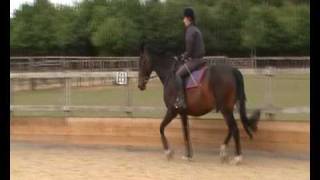 The Lady's Guide to Dressage Part One: How to Waft About Aimlessly!