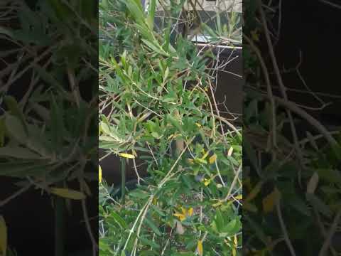 テラスまたはバルコニー用の鉢植えのオリーブの木 - アドバイスと写真  庭園