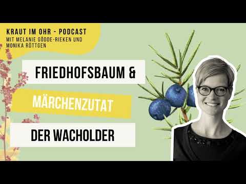 Heilwirkung, Räucherwerk und Wissenswertes Rund um den Wacholder