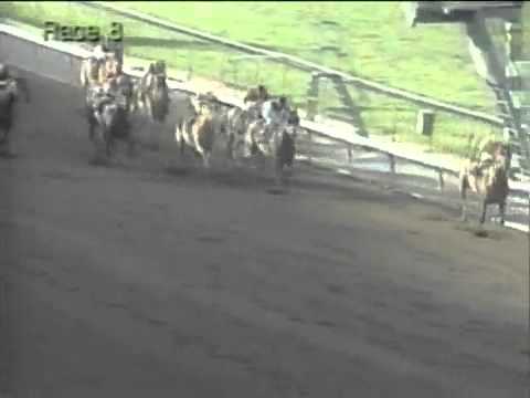 1994 San Antonio Handicap - The Wicked North