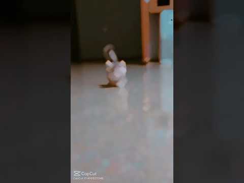 😍😚  bonito #cat musk