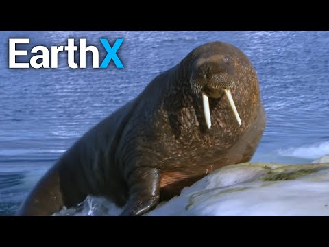 Walrus Are TERRIFYING | Ocean Wonders | EarthX
