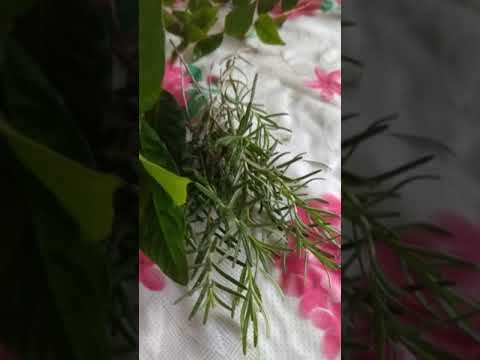 Banho de descarrego pra tirar inveja que traz obstáculos na sua vida