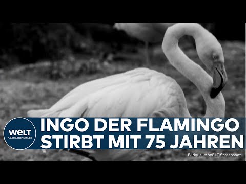 BERLINER ZOO: Ingo der Flamingo ist tot! Zoo trauert um seinen ältesten Bewohner