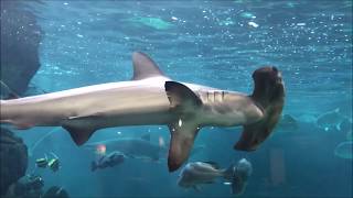 スマスイ波の大水槽のサメ動画