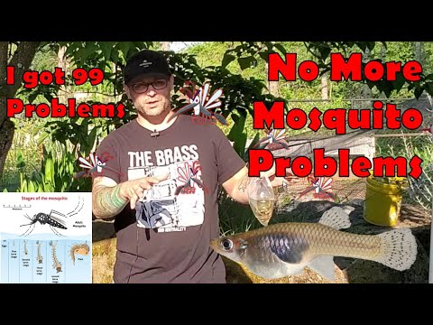 Control your Mosquito problem! See Mosquitofish (Gambusia) in Action