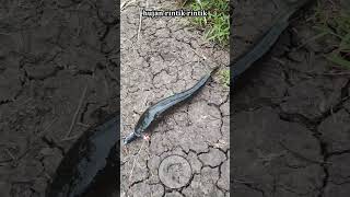 Download lagu hujan rintik-rintik #mancing #mancingikan #mancingmania #shorts #short #fyp #fypシ #shortvideo mp3