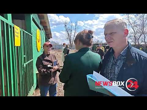 "Зоомимикрия"  - почему в Приморье передержки для бездомных собак не хотят получать статус приютов