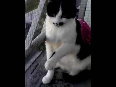 Tigresse:music ( trois ptie chat)