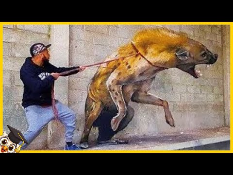 The 15 Most Dangerous Pets