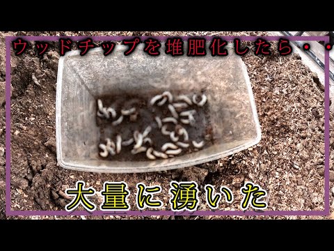 ワインを堆肥に注ぐことはできますか?どのようなメリットがありますか?  庭園